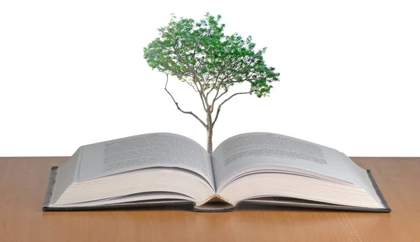 Tree growing from book — Stock Photo, Image