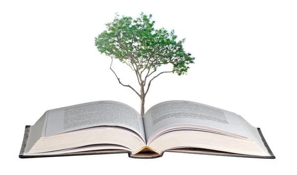 Дерево, що росте з книги — стокове фото