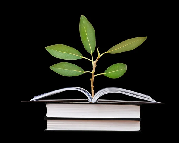 Planta som växer från boken — Stockfoto