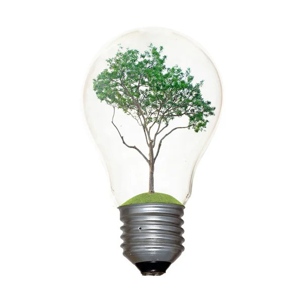 Ampoule incandescente avec un arbre comme filament — Photo