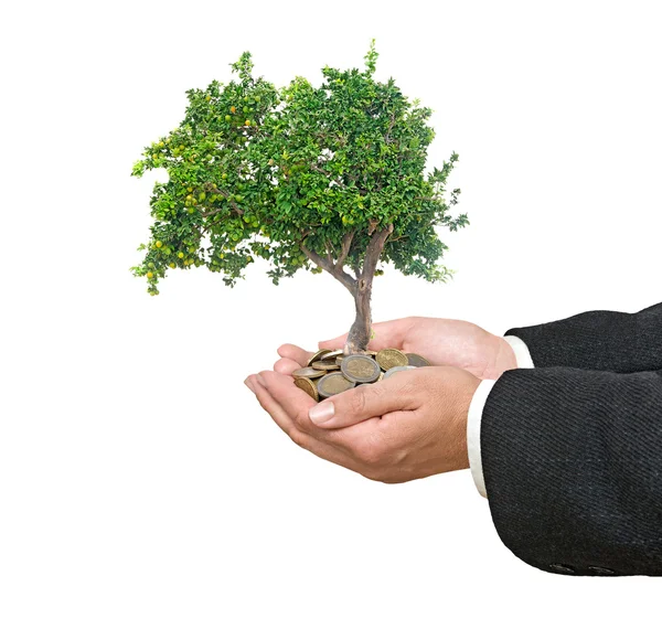 Zitrusbaum in der Hand — Stockfoto