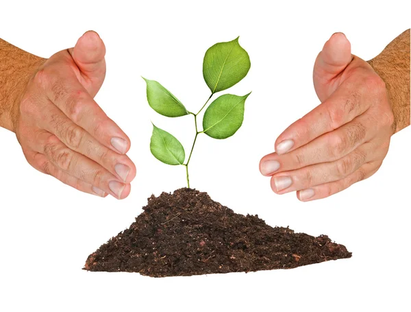 Sapling protected by hands — Stock Photo, Image