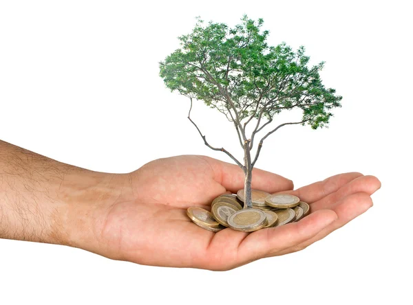Träd i hand — Stockfoto