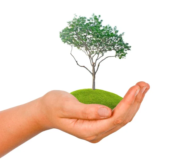 Árvore na palma da mão como um símbolo da proteção da natureza — Fotografia de Stock