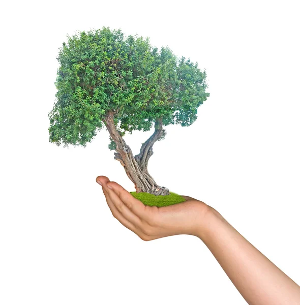 Árbol en la palma como símbolo de protección de la naturaleza —  Fotos de Stock