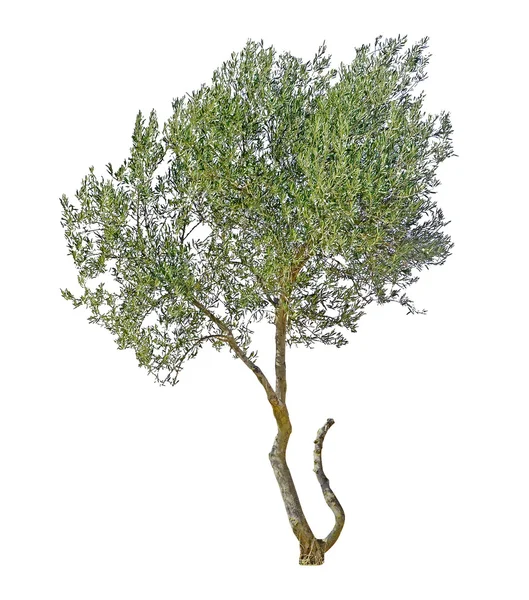 白い背景で隔離のオリーブの木 — ストック写真