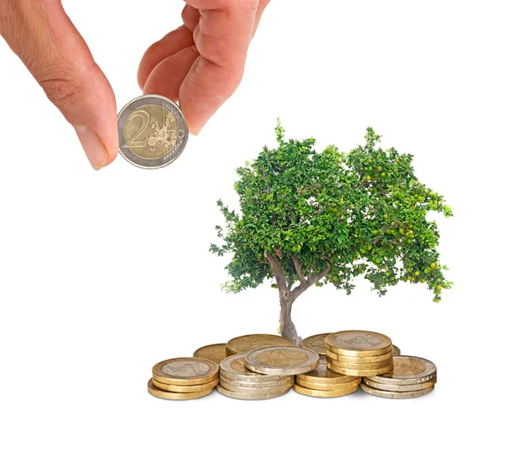 stock image Citrus growing from pile of coins