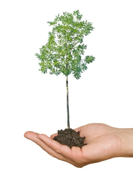 Träd i hand — Stockfoto