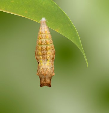 swallowtail pupa yakın çekim