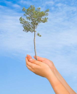 doğa koruma sembolü olarak avuç içi çam ağacı