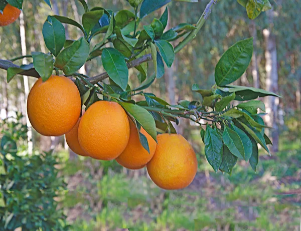 Апельсины на ветке — стоковое фото