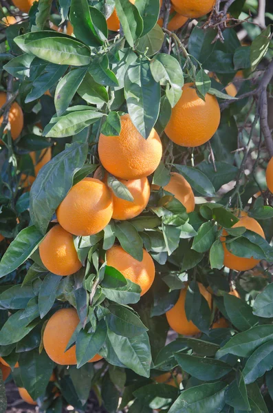Portakal ağacı üzerinde — Stok fotoğraf
