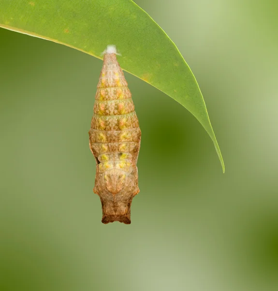 アゲハの蛹のクローズ アップ — ストック写真