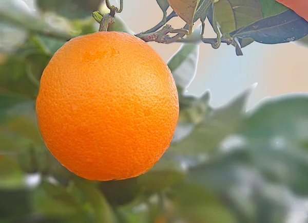 Naranja en el árbol — Foto de Stock