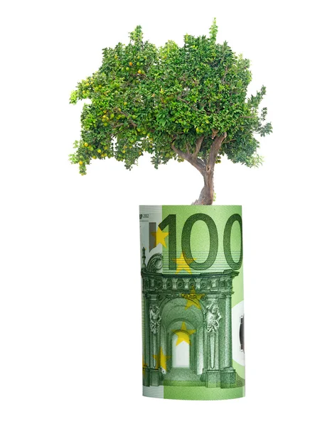 Orange träd växer från euro bill — Stockfoto