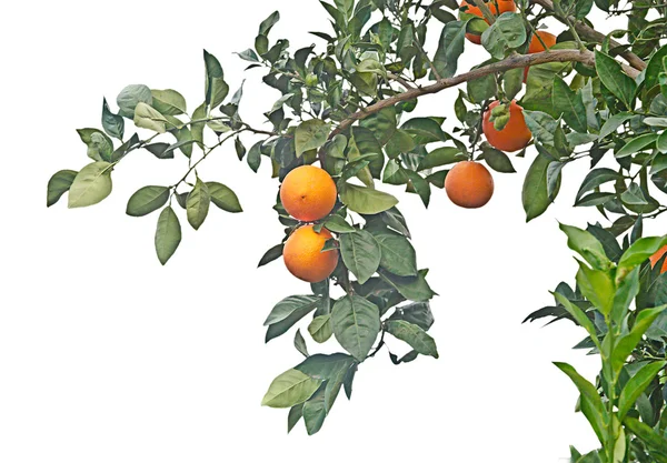 Ένα κλαδί με ώριμες πορτοκάλια — Φωτογραφία Αρχείου