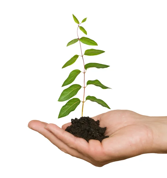 Seedling in hand — Stock Photo, Image