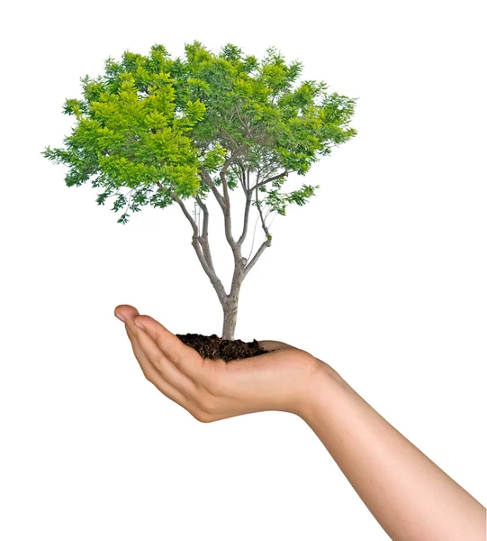 Tree in palm as a symbol of nature protection — Stock Photo, Image