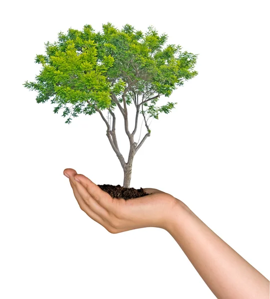 Árvore na palma da mão como um símbolo da proteção da natureza Imagem De Stock