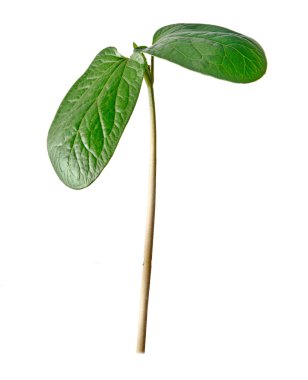 Sapling of castor oil plant with first leaves clipart