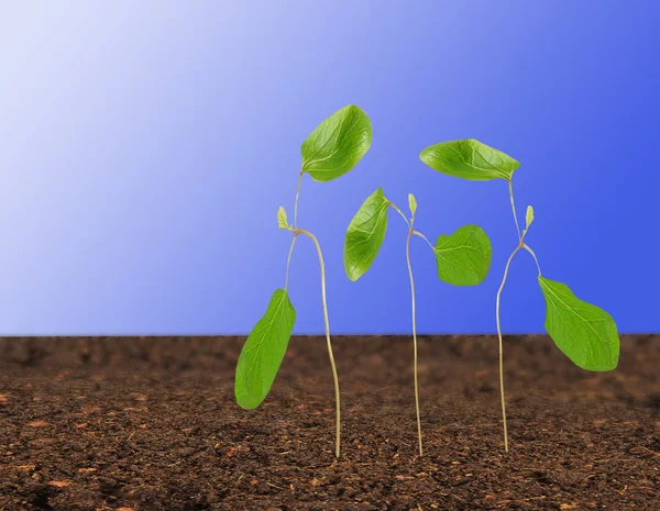 Setzlinge der Rizinusölpflanze mit den ersten Blättern — Stockfoto