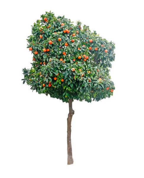 Oranžové strom na bílém pozadí — Stock fotografie