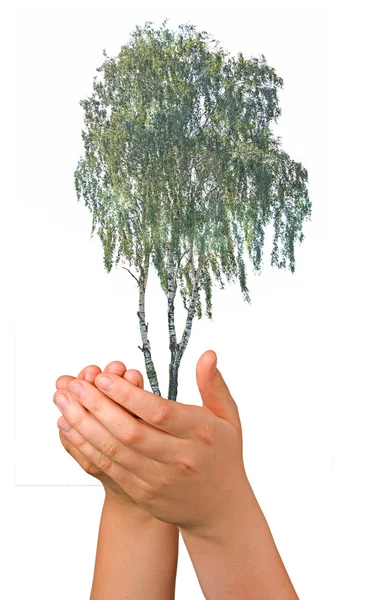 stock image Tree in hands