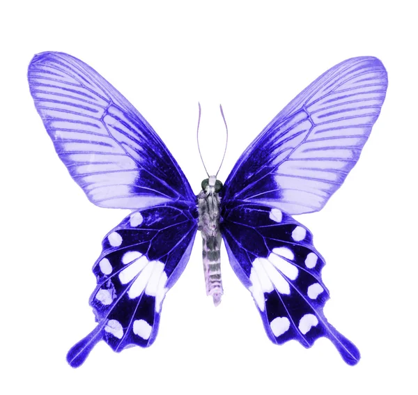 Motýl izolovaný na bílém pozadí — Stock fotografie