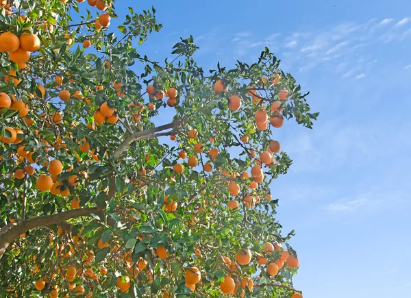 Az ágon lévő narancs — Stock Fotó