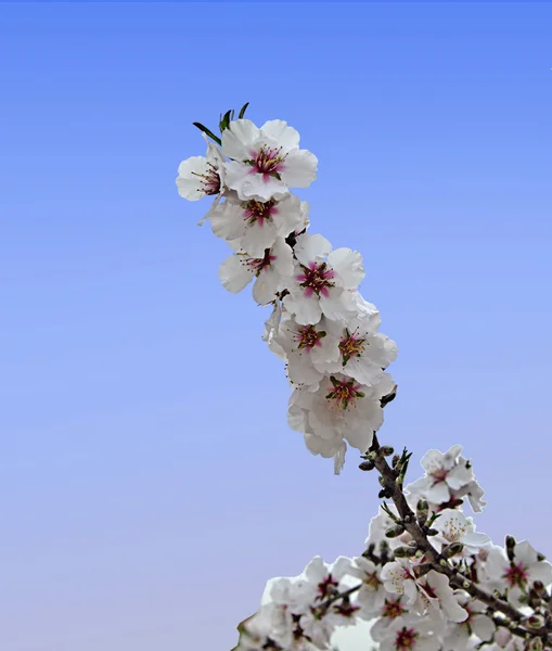 Tak met bloemen — Stockfoto