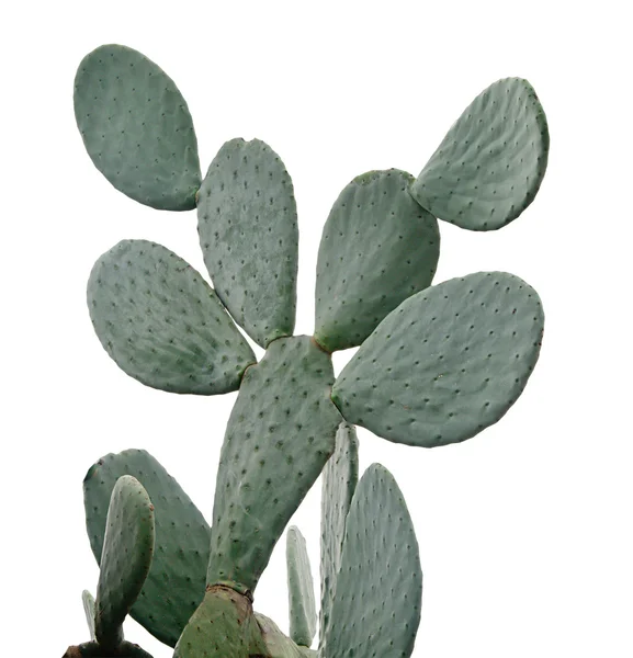 Kaktus izolovaný na bílém — Stock fotografie