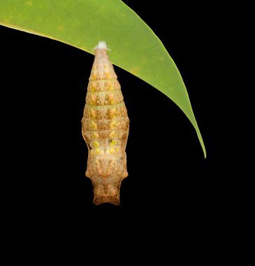 swallowtail pupa yakın çekim