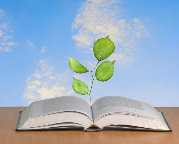 stock image Sapling growing from open book