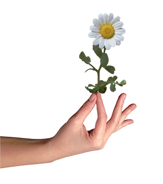 Mayweed in hand — Stock Photo, Image