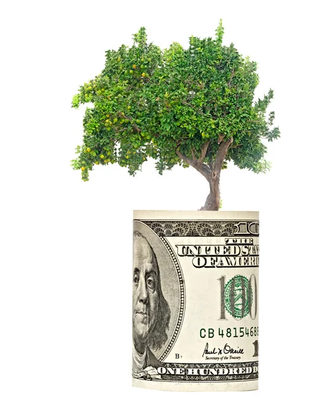 Orange träd växer från euro bill — Stockfoto