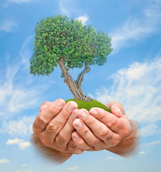 stock image Tree in hands