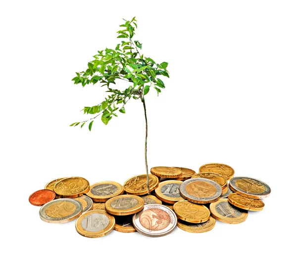 Citrusové strom, který roste z mince — Stock fotografie