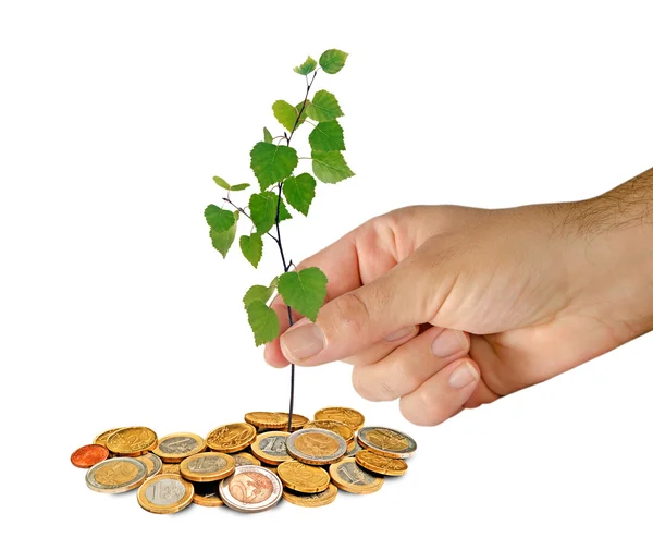 Planting sapling to coins — Stock Photo, Image