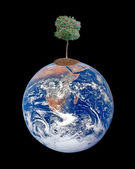 Картина, постер, плакат, фотообои "tree on earth as a symbol of pease and feeding the world", артикул 9155248