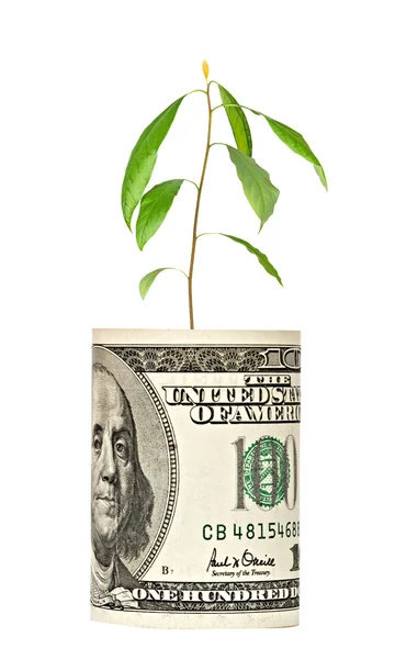 Avokádo stromek roste od dolarové bankovky — Stock fotografie