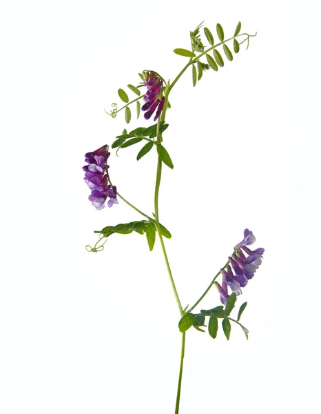 白い背景で隔離の花を持つレンゲ — ストック写真