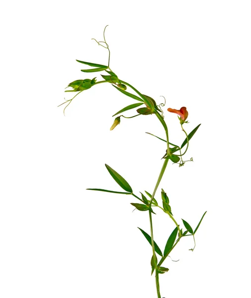 Vetch con flores aisladas sobre fondo blanco —  Fotos de Stock