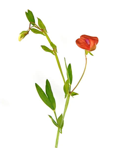 白い背景で隔離の花を持つレンゲ — ストック写真