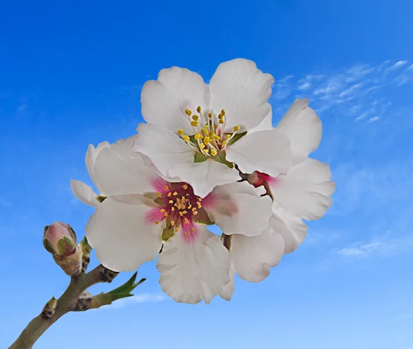 Branch with flowers — Stock Photo, Image