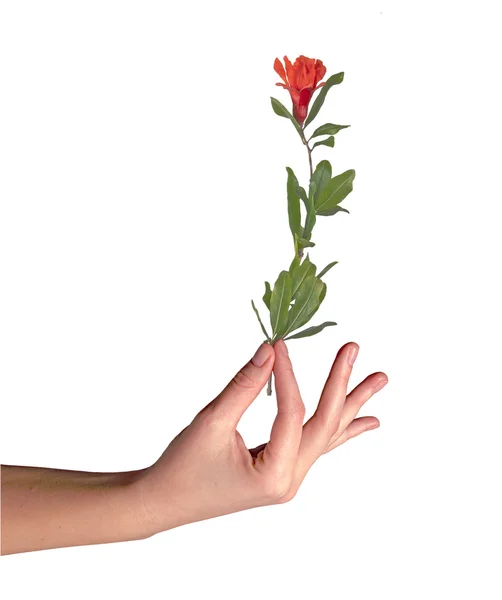 Elinde çiçek — Stok fotoğraf