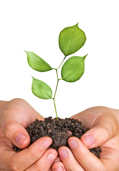 Sapling in hands — Stock Photo, Image