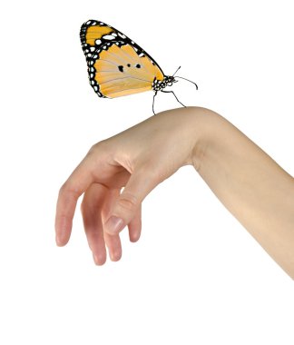 Butterfly on hand clipart