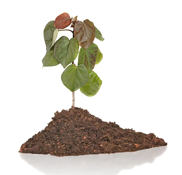 Sapling growing from soil — Stock Photo, Image