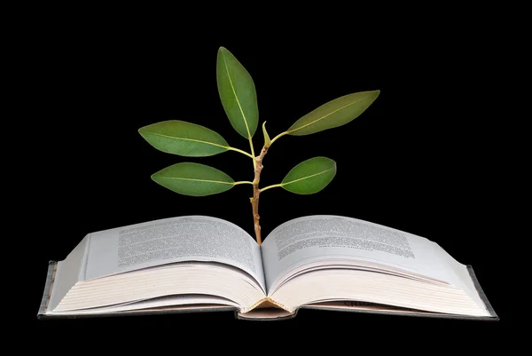 Sapling growing from book — Stock Photo, Image