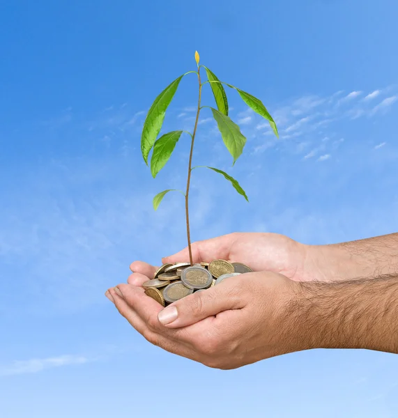 Palm with an avocado sapling growng from pile of coins — Stock Photo, Image